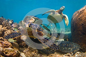 Hawaiian Green Sea Turtle cruising in the warm waters of the Pacific Ocean