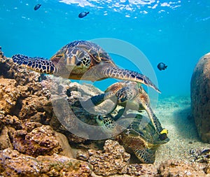 Hawaiian Green Sea Turtle cruising in the warm waters of the Pacific Ocean