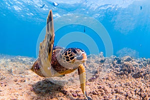 Hawaiian Green Sea Turtle cruising in the warm waters of the Pacific Ocean