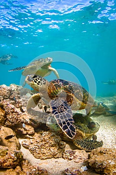 Hawaiian Green Sea Turtle cruising in the warm waters of the Pacific Ocean