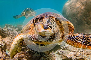 Hawaiian Green Sea Turtle cruising in the warm waters of the Pacific Ocean