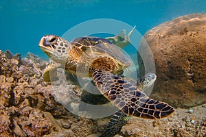 Hawaiian Green Sea Turtle cruising in the warm waters of the Pacific Ocean