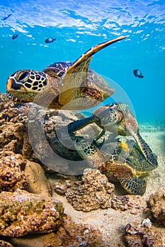 Hawaiian Green Sea Turtle cruising in the warm waters of the Pacific Ocean