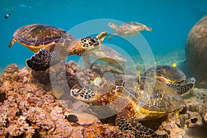 Hawaiian Green Sea Turtle cruising in the warm waters of the Pacific Ocean