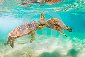 Hawaiian Green Sea Turtle cruising in the warm waters of the Pacific Ocean