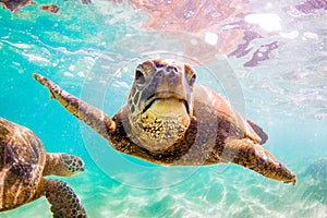 Hawaiian Green Sea Turtle cruising in the warm waters of the Pacific Ocean