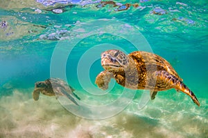 Hawaiian Green Sea Turtle cruising in the warm waters of the Pacific Ocean