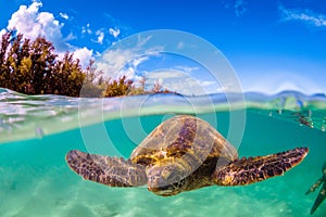 Hawaiian Green Sea Turtle cruising in the warm waters of the Pacific Ocean