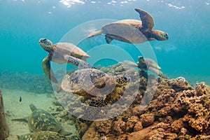 Hawaiian Green Sea Turtle cruising in the warm waters of the Pacific Ocean