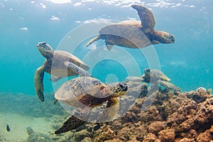 Hawaiian Green Sea Turtle cruising in the warm waters of the Pacific Ocean