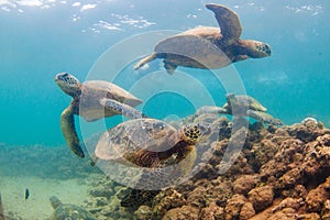 Hawaiian Green Sea Turtle cruising in the warm waters of the Pacific Ocean