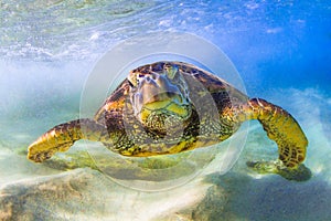 Hawaiian Green Sea Turtle cruising in the warm waters of the Pacific Ocean