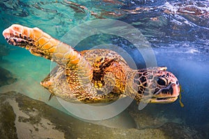 Hawaiian Green Sea Turtle cruising in the warm waters of the Pacific Ocean