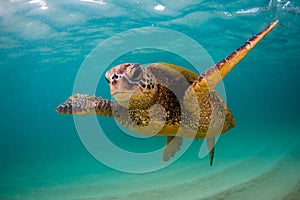 Hawaiian Green Sea Turtle cruising in the warm waters of the Pacific Ocean