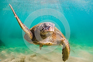 Hawaiian Green Sea Turtle cruising in the warm waters of the Pacific Ocean