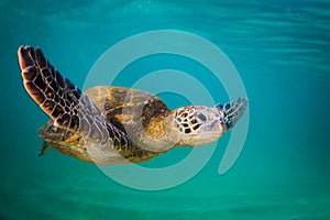 Hawaiian Green Sea Turtle cruising in the warm waters of the Pacific Ocean