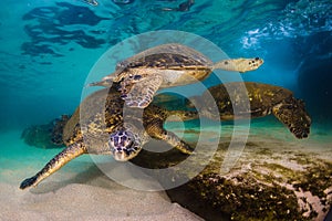 Hawaiian Green Sea Turtle cruising in the warm waters of the Pacific Ocean