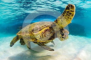 Hawaiian Green Sea Turtle cruising in the warm waters of the Pacific Ocean