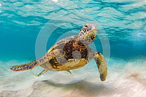 Hawaiian Green Sea Turtle cruising in the warm waters of the Pacific Ocean