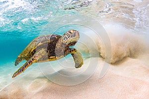 Hawaiian Green Sea Turtle cruising in the warm waters of the Pacific Ocean