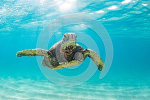 Hawaiian Green Sea Turtle cruising in the warm waters of the Pacific Ocean