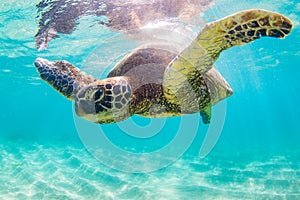 Hawaiian Green Sea Turtle cruising in the warm waters of the Pacific Ocean