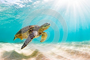 Hawaiian Green Sea Turtle cruising in the warm waters of the Pacific Ocean