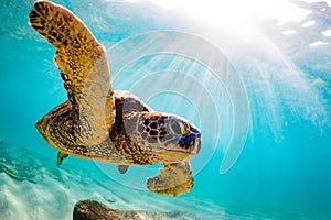 Hawaiian Green Sea Turtle cruising in the warm waters of the Pacific Ocean