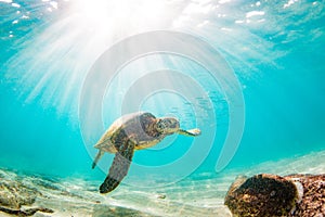 Hawaiian Green Sea Turtle cruising in the warm waters of the Pacific Ocean