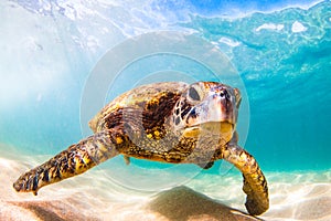 Hawaiian Green Sea Turtle cruising in the warm waters of the Pacific Ocean