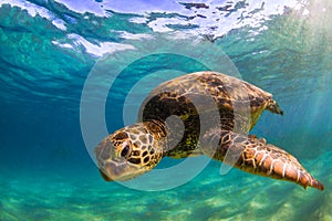 Hawaiian Green Sea Turtle cruising in the warm waters of the Pacific Ocean