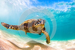 Hawaiian Green Sea Turtle cruising in the warm waters of the Pacific Ocean