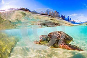 Hawaiian Green Sea Turtle cruising in the warm waters of the Pacific Ocean