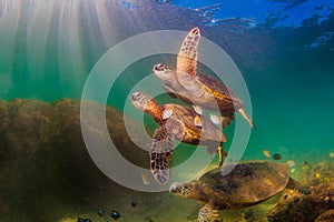 Hawaiian Green Sea Turtle cruising in the warm waters of the Pacific Ocean