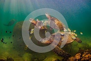 Hawaiian Green Sea Turtle cruising in the warm waters of the Pacific Ocean