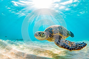 Hawaiian Green Sea Turtle cruising in the warm waters of the Pacific Ocean