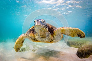 Hawaiian Green Sea Turtle cruising in the warm waters of the Pacific Ocean