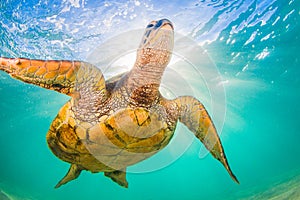 Hawaiian Green Sea Turtle cruising in the warm waters of the Pacific Ocean