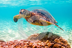 Hawaiian Green Sea Turtle cruising in the warm waters of the Pacific Ocean