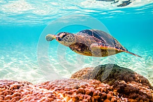 Hawaiian Green Sea Turtle cruising in the warm waters of the Pacific Ocean