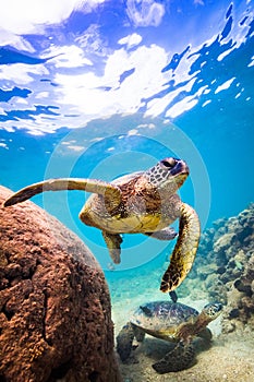 Hawaiian Green Sea Turtle cruising in the warm waters of the Pacific Ocean