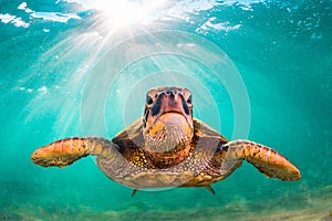 Hawaiian Green Sea Turtle cruising in the warm waters of the Pacific Ocean