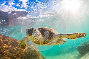 Hawaiian Green Sea Turtle cruising in the warm waters of the Pacific Ocean