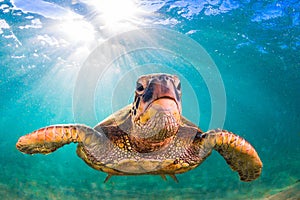 Hawaiian Green Sea Turtle cruising in the warm waters of the Pacific Ocean