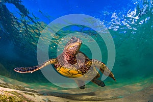 Hawaiian Green Sea Turtle cruising in the warm waters of the Pacific Ocean