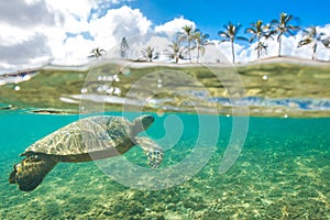 Hawaiian Green Sea Turtle cruising in the warm waters of the Pacific Ocean