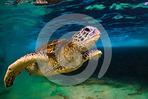 Hawaiian Green Sea Turtle cruising in the warm waters of the Pacific Ocean