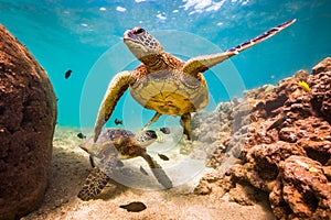 Hawaiian Green Sea Turtle cruising in the warm waters of the Pacific Ocean