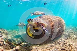 Hawaiian Green Sea Turtle cruising in the warm waters of the Pacific Ocean