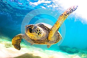 Hawaiian Green Sea Turtle cruising in the warm waters of the Pacific Ocean